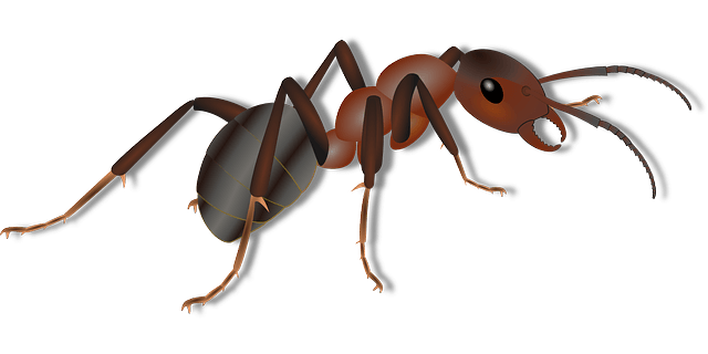 exosquelette fourmi