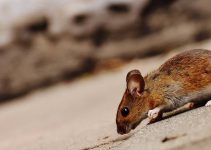 Une souris est-elle différente d'un rat ?