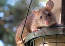 Un rat perché sur un lampadaire