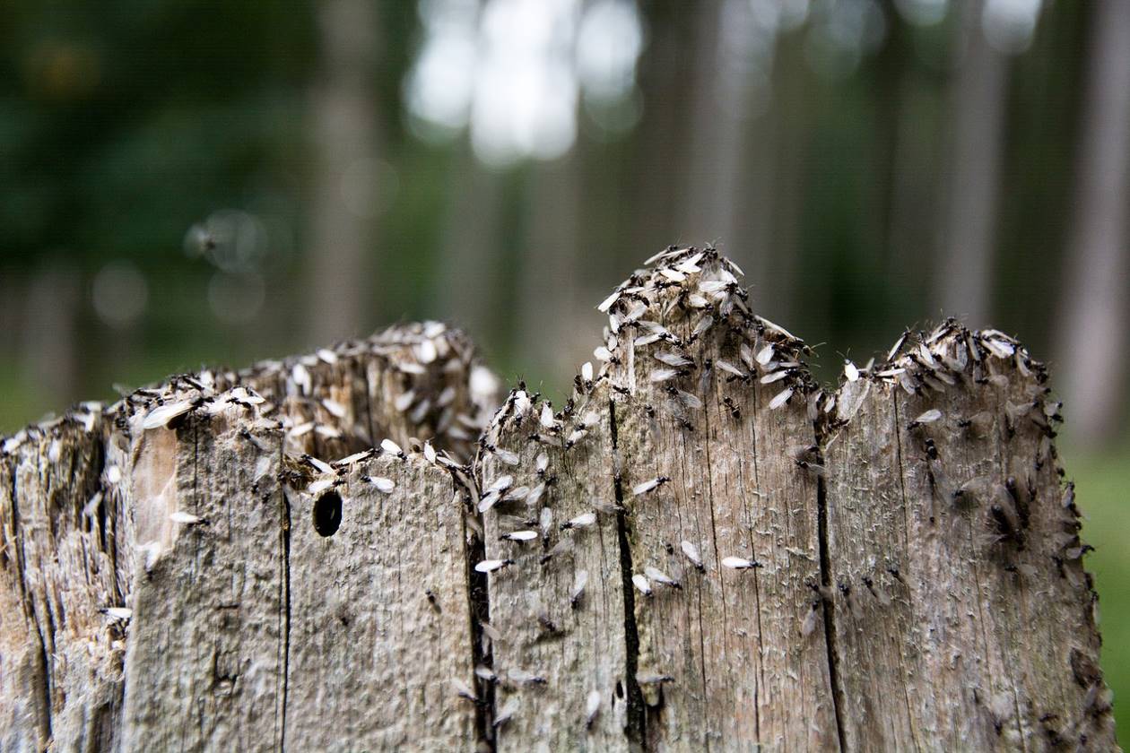 De nombreuses fourmis ailées sur un morceau de bois