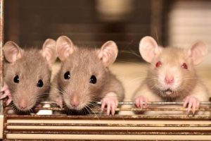 Les souris et les rats sont attirés par les maisons