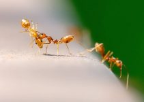 Des fourmis qui mangent