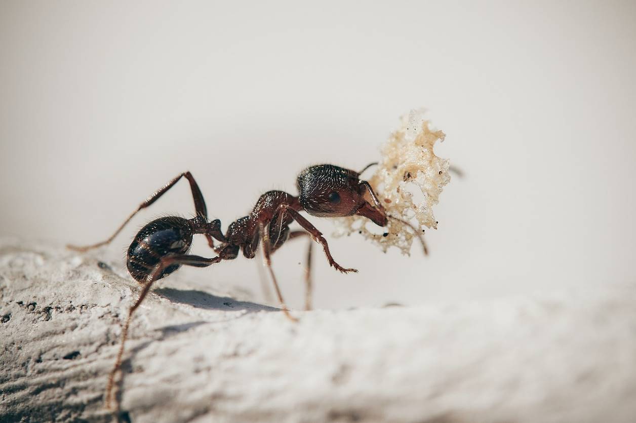 Une fourmi qui transporte de la nourriture
