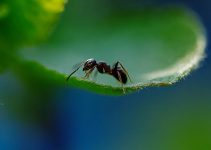 Une fourmi présente en France