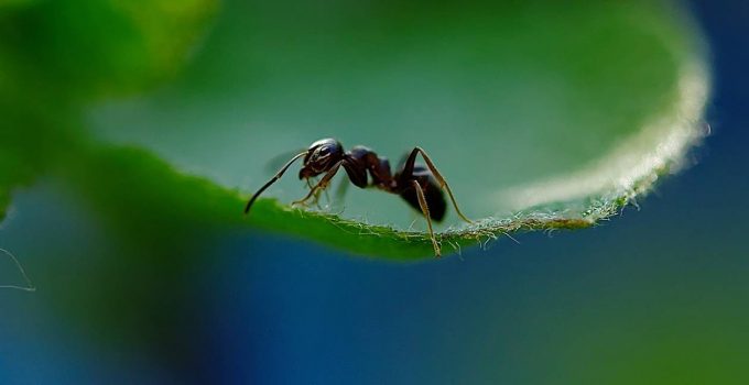 Une fourmi présente en France