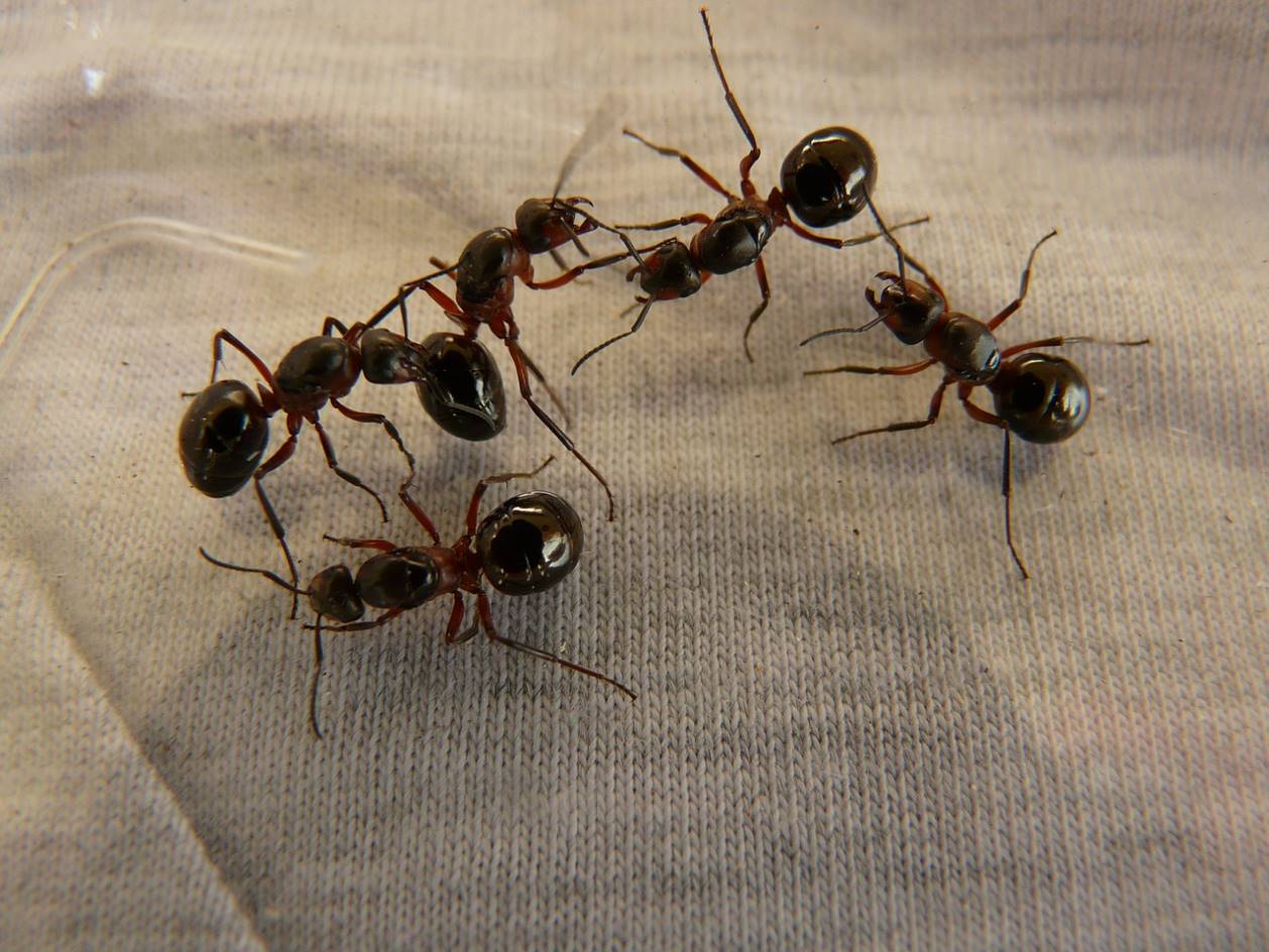 Plusieurs fourmis d'Argentine