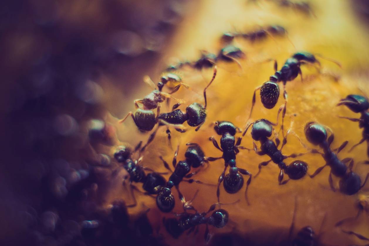 Des fourmis